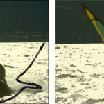 Comparison between CSC and WCSC segmentation results for image 62096. (A) original image, (B) white line showing the selected pattern on the image (C) CSC, (D) WCSC.