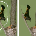 Comparison between CSC and WCSC segmentation results for image 163014. (A) original image, (B) white line showing the selected pattern on the image (C) CSC, (D) WCSC.