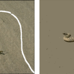 Comparison between CSC and WCSC segmentation results for image 196073. (A) original image, (B) white line showing the selected pattern on the image (C) CSC, (D) WCSC.