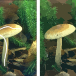 Comparison between CSC and WCSC segmentation results for image 208001. (A) original image, (B) white line showing the selected pattern on the image (C) CSC, (D) WCSC.