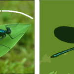 Comparison between CSC and WCSC segmentation results for image 35070. (A) original image, (B) white line showing the selected pattern on the image (C) CSC, (D) WCSC.